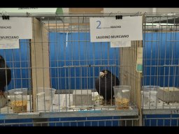 Concurso de Palomas 2012